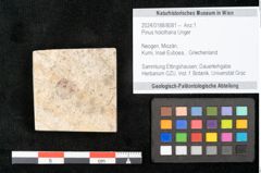 Foto (Objekt + Etikett) von Pinus holothana Unger (NHMW-GEO-2024-0188-8081)